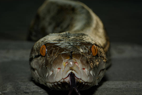 python attacks in Indonesian villages