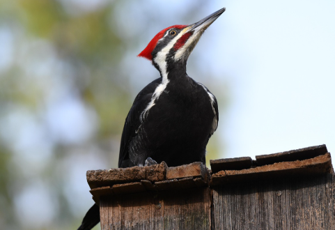 woodpecker destroys car mirrors