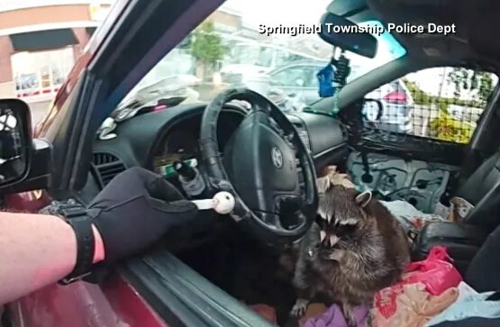 raccoon meth pipe traffic stop