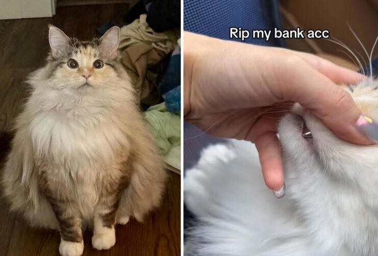 cat gets gold tooth