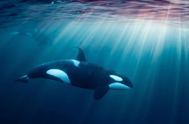 orca behavior