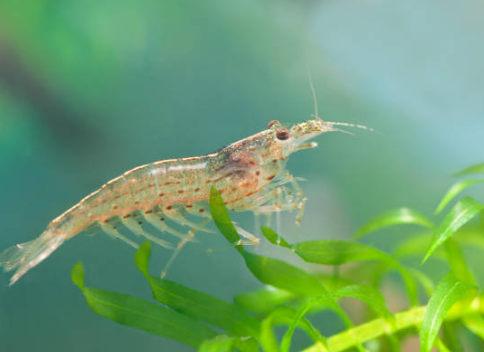 cocaine in shrimp