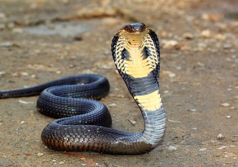 toddler bites a snake to death