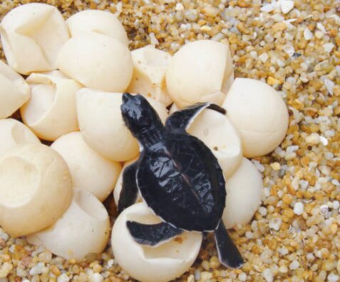 sea turtle eggs