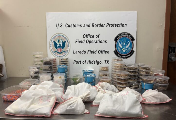 exotic reptiles bust