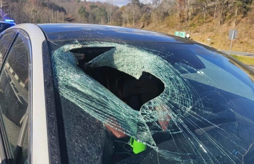 bald eagle drop a cat