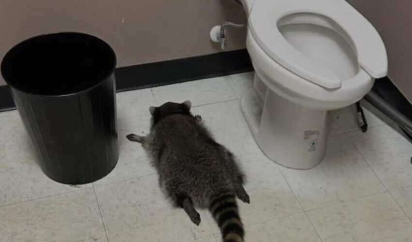 drunk raccoon