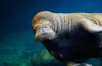 walrus penis