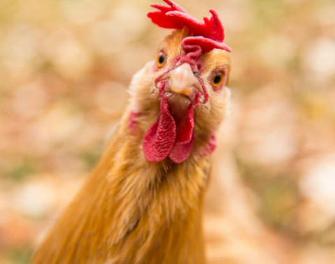 Emotional support chicken