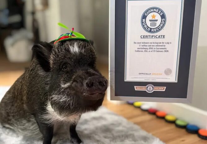 Merlin The Pig