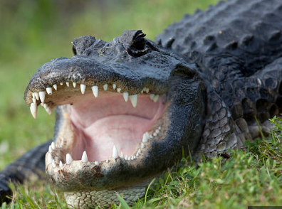 alligator bit him in the face