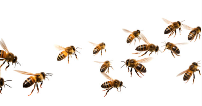 honeybees and shrimp are being vaccinated