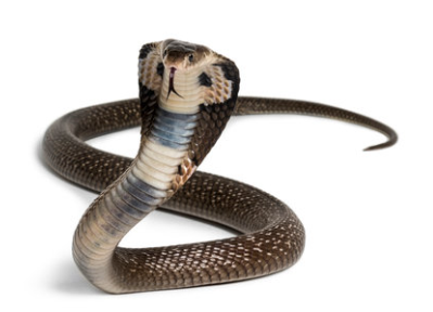 snakes on the loose